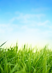 Fresh Spring Grass. Garden Background