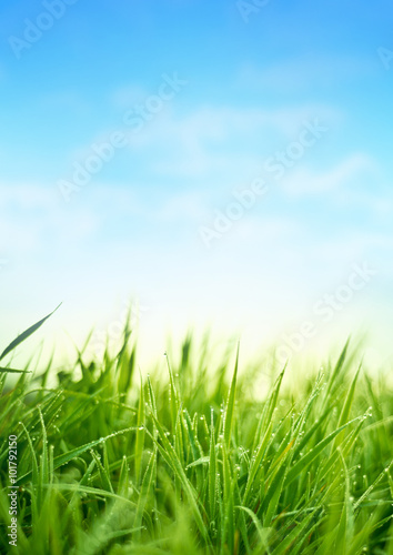 Fototapeta Naklejka Na Ścianę i Meble -  Fresh Spring Grass. Garden Background
