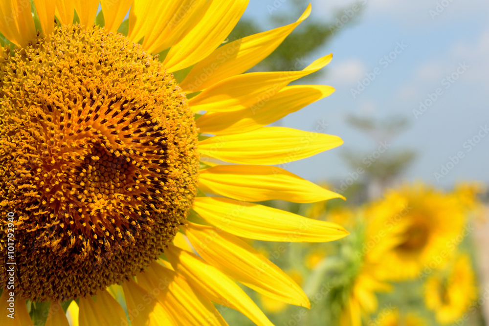 Obraz premium Sunflower field, farm
