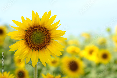 Sunflower field  farm
