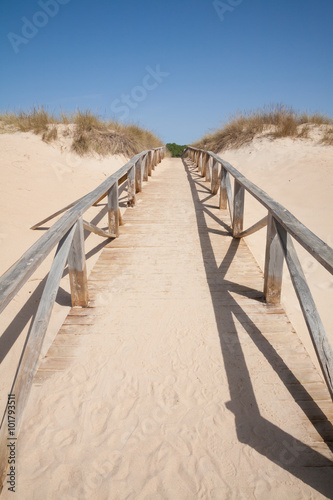 wooden path to green tree