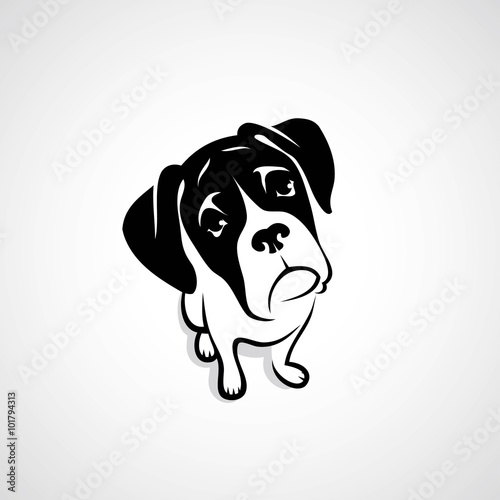 Boxer dog 