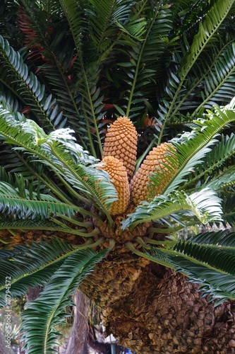 Fruchtstand der Modjadjis Palme  Encephalartos transvenosus   Brotpalmfarn  im Stadtpark  Funchel  Madeira  Portugal