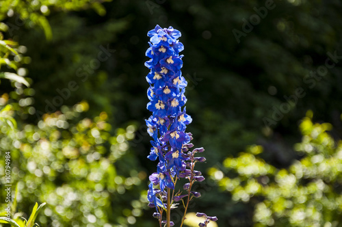 Beautiful Flower in Austria