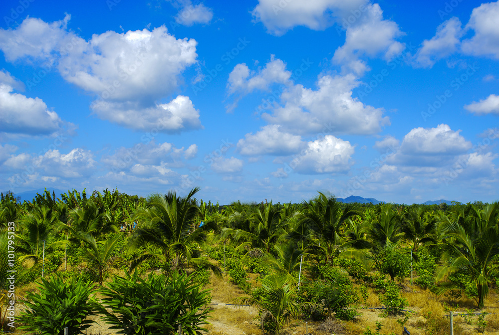 Field of tall grass surrounded by coconut trees with beautiful b