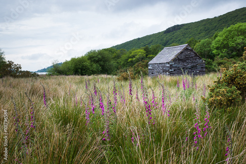 Fototapeta Naklejka Na Ścianę i Meble -  Stone and slate cabin in field in Wales countryside with flowers in foreground