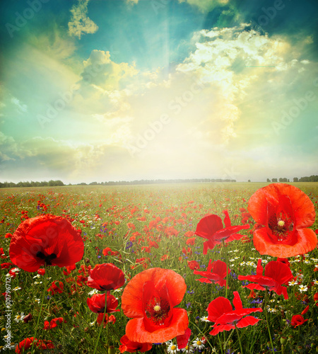 Fototapeta Naklejka Na Ścianę i Meble -  landscape poppy flowers