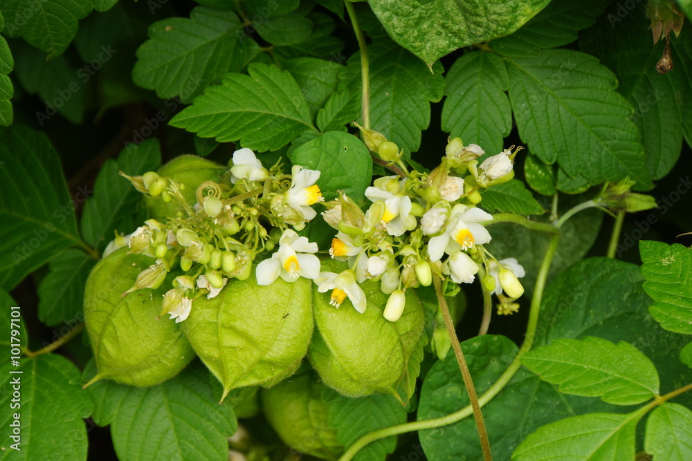 Ballonrebe, Herzsame (Cardiospermum halicacabum) Ballonrebe, Herzsame (Cardiospermum halicacabum)