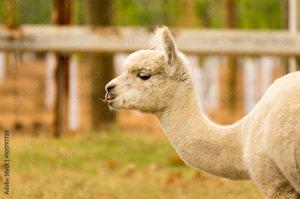 Obraz premium Alpaca head