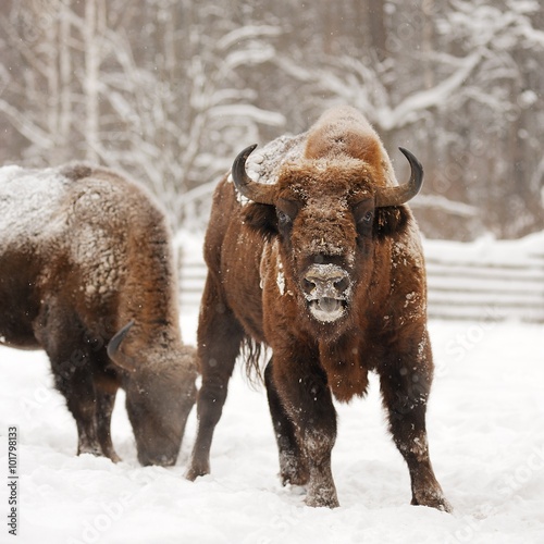 Pair of mature European bisons in winter in Orlovskoye Polesie N photo