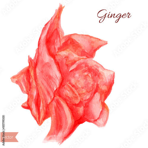 Pickled ginger watercolor illustration isolated on white background. Hand draw ginger illustration. Spices vector object isolated on white background. Kitchen herbs and spices.