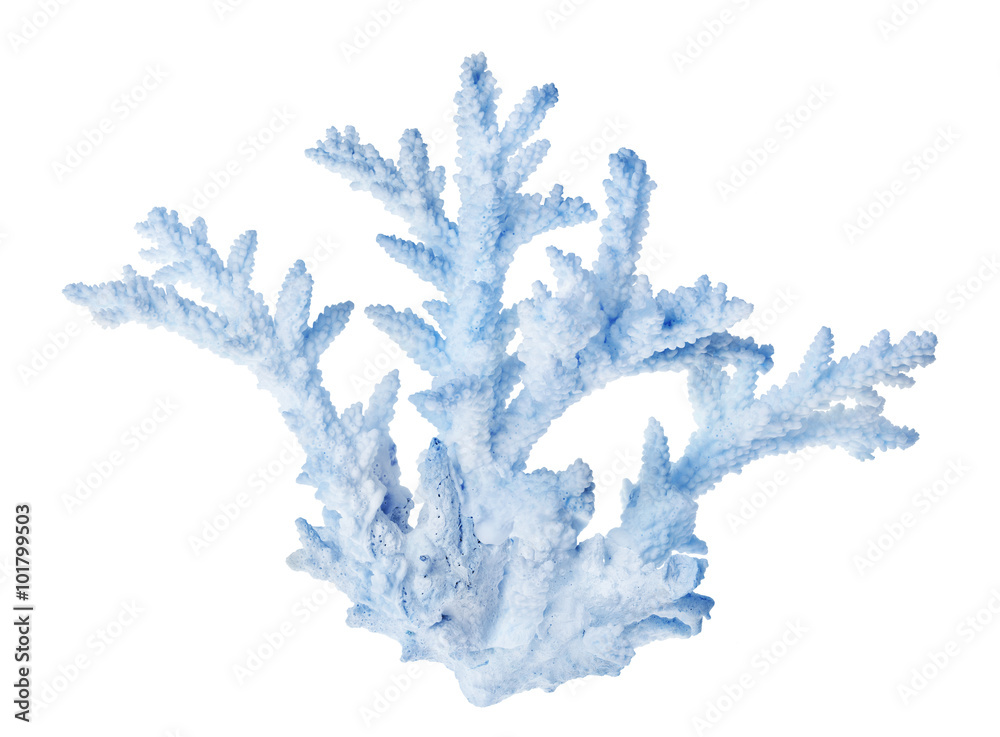 Naklejka premium isolated blue color coral branch
