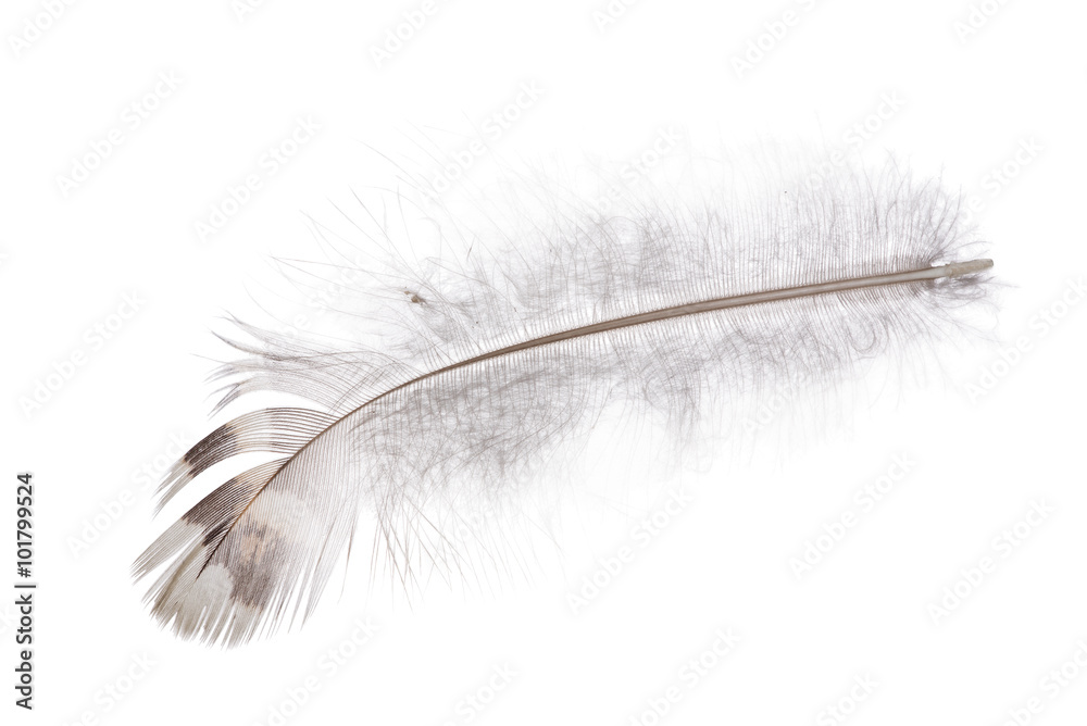 feather with dark brown stripe