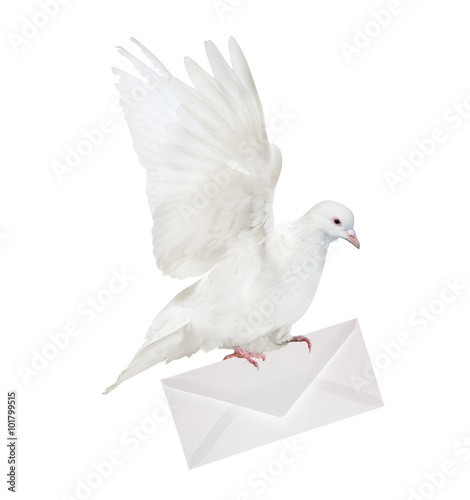 pure white dove carrying envelope