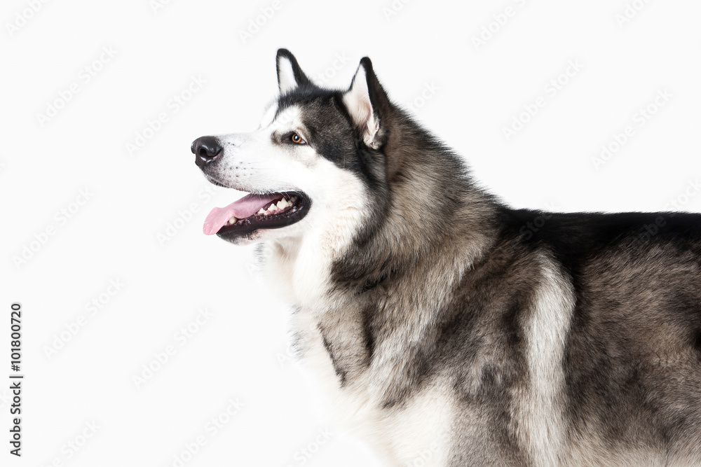 Dog. Alaskan Malamute on white background