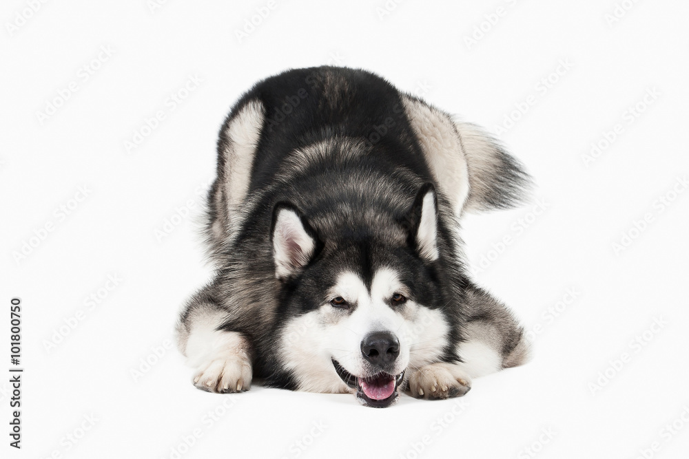 Fototapeta premium Dog. Alaskan Malamute on white background