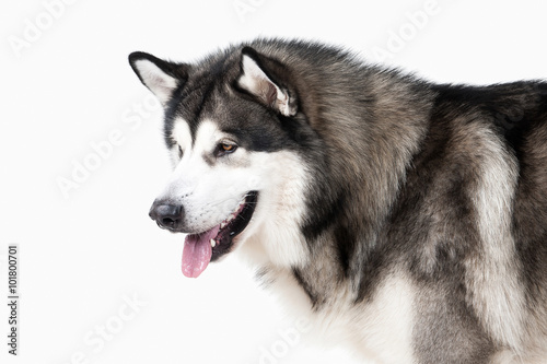 Dog. Alaskan Malamute on white background