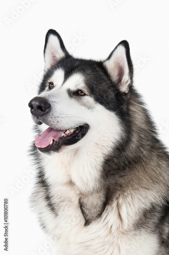 Fototapeta Naklejka Na Ścianę i Meble -  Dog. Alaskan Malamute on white background