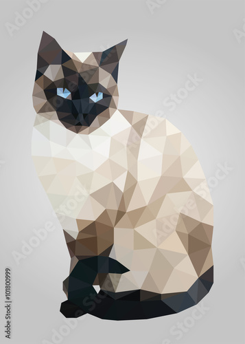Black and white siam cat with blue eyes standing and looking vector