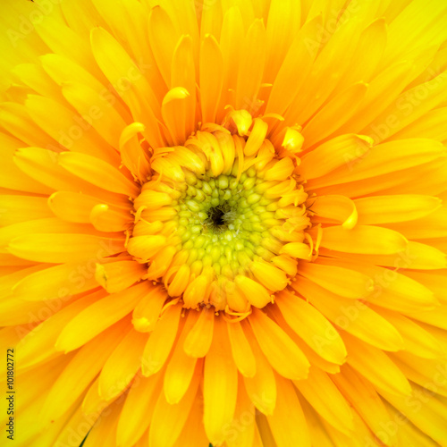 Yellow Gerbera Flower with Green Stem Isolated on Black Backgrou