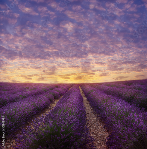 Lavender field in blossom