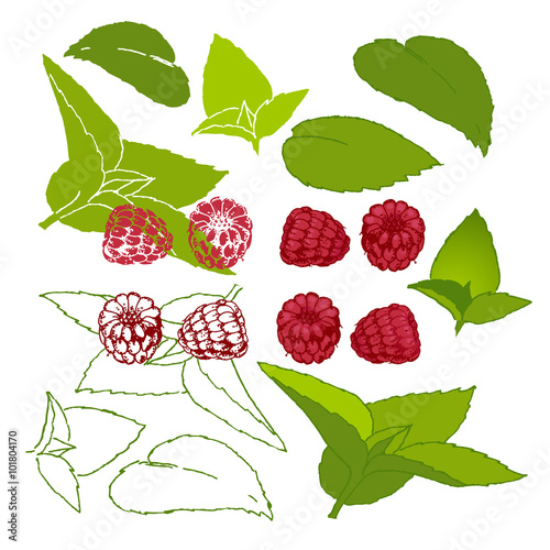 Raspberries and mint on a white background