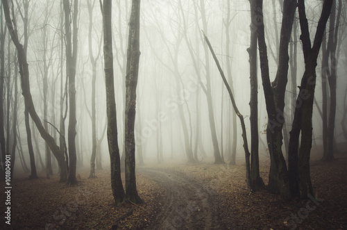 forest path with fog