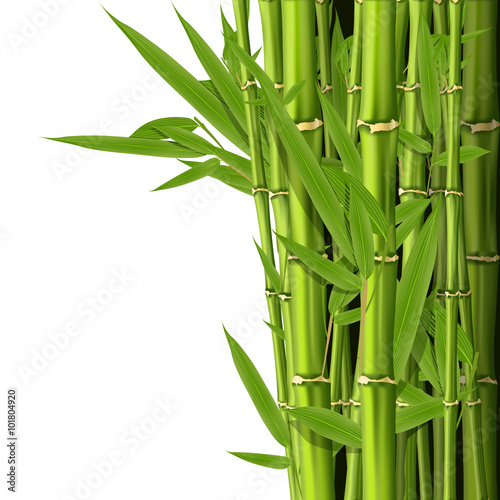 Fototapeta Naklejka Na Ścianę i Meble -  Green bamboo stems with leaves - grove background
