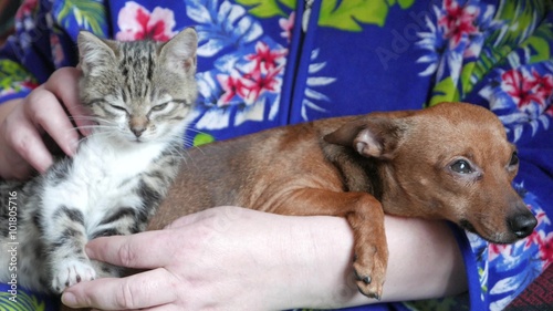 Cat and dog in arms