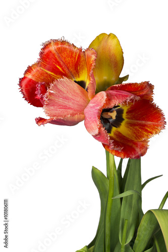 Three tulips with isolated background