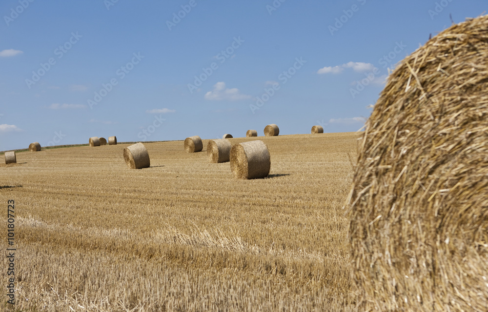 Strohballen liegen zusammengerollt auf einem frisch gemähten Feld, Wetterau, Hessen, Deutschland, Europa Strohballen liegen zusammengerollt auf einem frisch gemähten Feld, Wetterau, Hessen, Deutschland, Europa