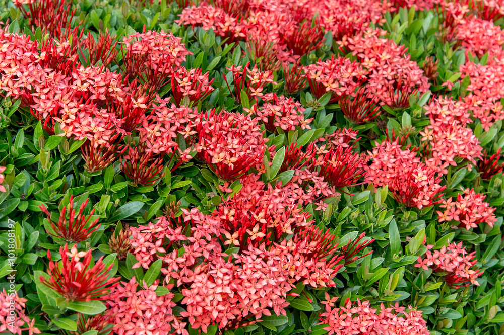 Pattern Of Ixora Chinensis(Chinese ixora) Lamk Flower Pattern Of Ixora Chinensis(Chinese ixora) Lamk Flower