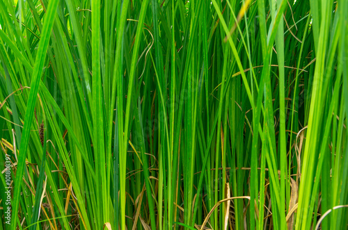 green reeds in the swamp