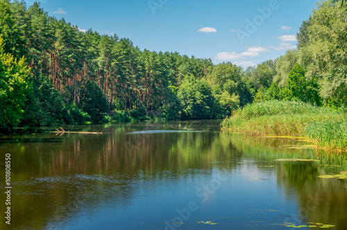 Forest on the banks river