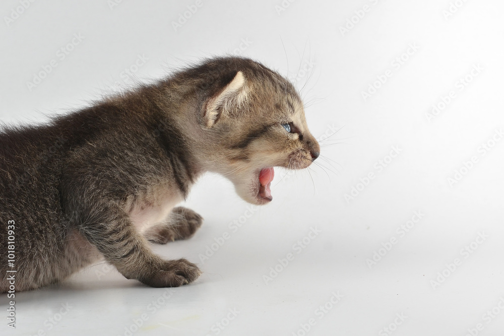 Kittens isolated white background.