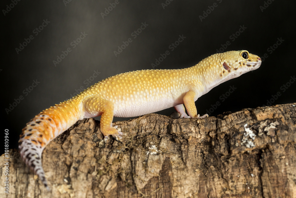 Leopard gecko on a tree trunk Leopard gecko on a tree trunk