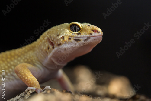 Head of a leopard gecko