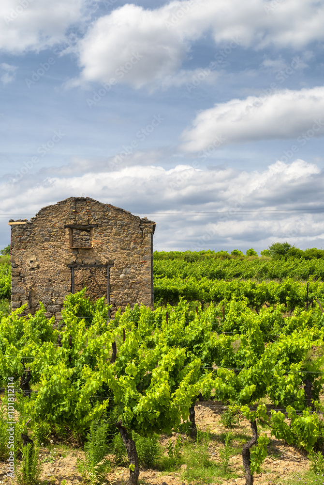 Vineyard at summer in Languedoc-Roussillon