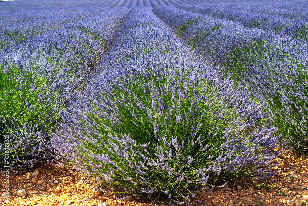 Obraz premium Plateau de Valensole (Provence), lavender