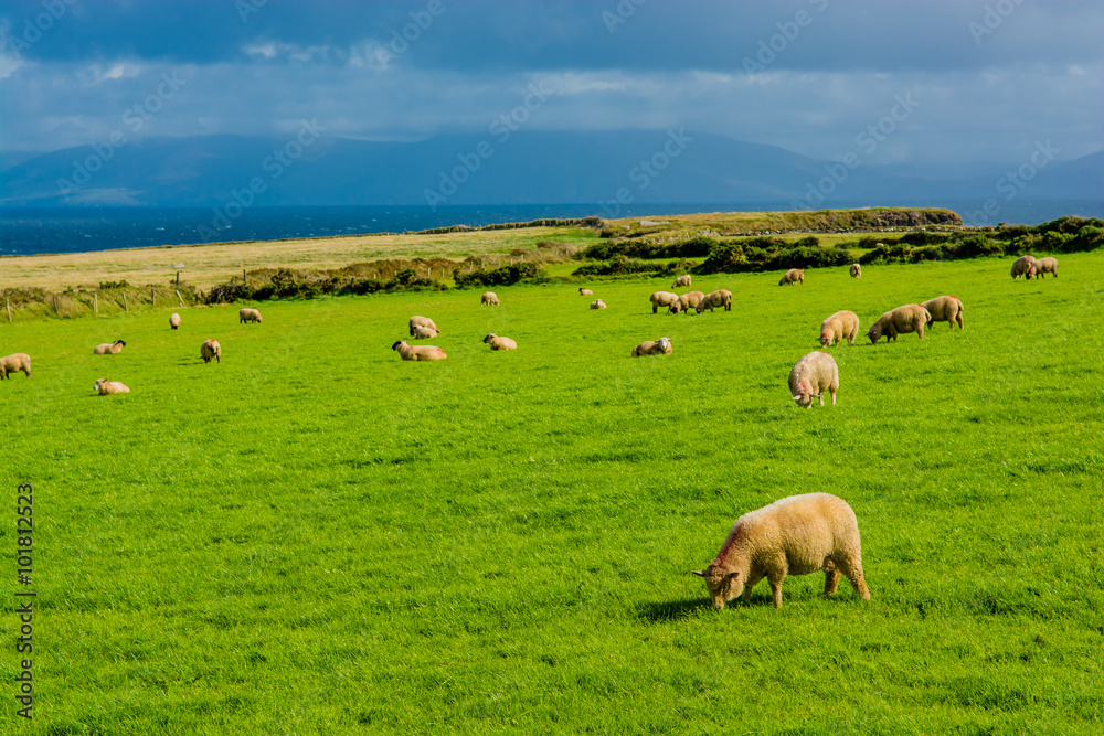 Herde Schafe an der Küste von Irland
