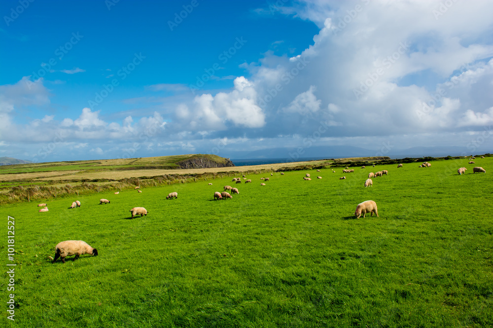 Fototapeta premium Herde Schafe an der Küste von Irland