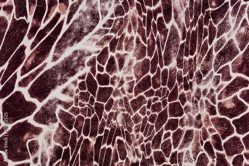 texture of print fabric striped giraffe