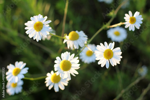 soft background chamomile/delicate daisy petals shine in the sun