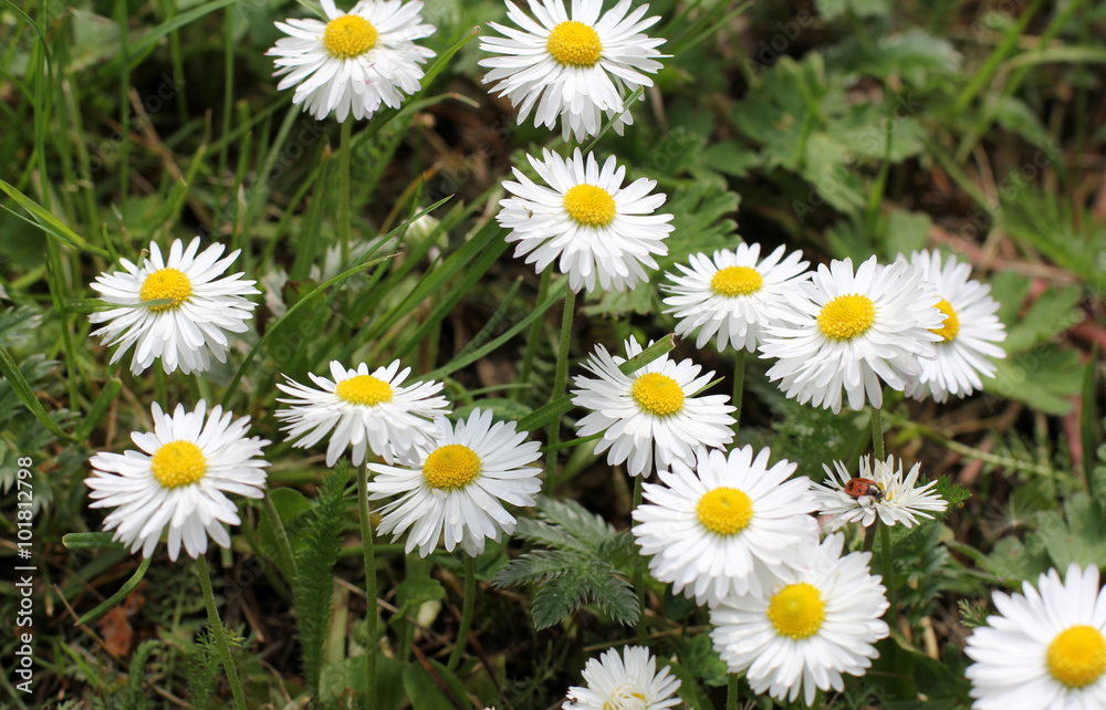 Flower Fields ladybug/Flower Fields ladybug/carpet of daisies blooming summer flowers in the meadow Flower Fields ladybug/Flower Fields ladybug/carpet of daisies blooming summer flowers in the meadow