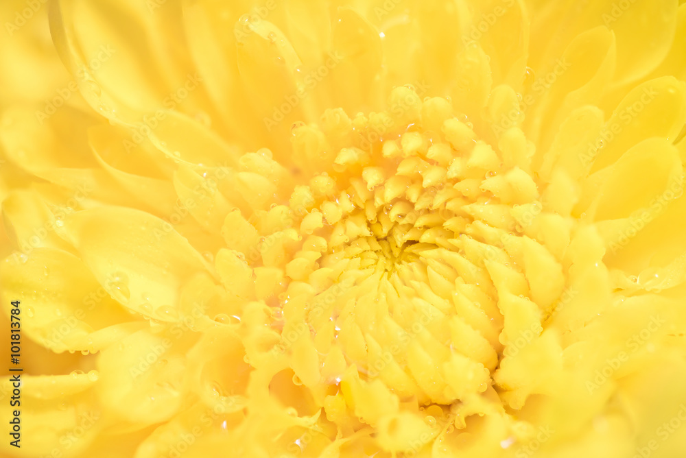 yellow flower