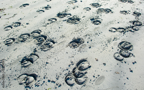 Hufabdücke im weißen Sand photo