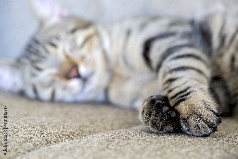 Kedi Kedi