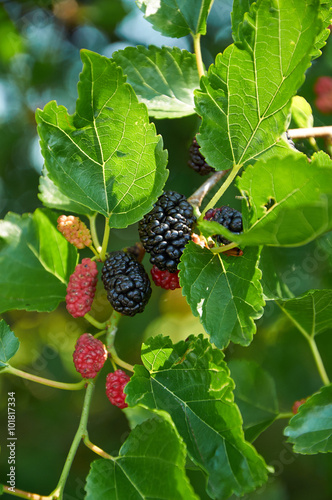 black ripe and red unripe mulberries