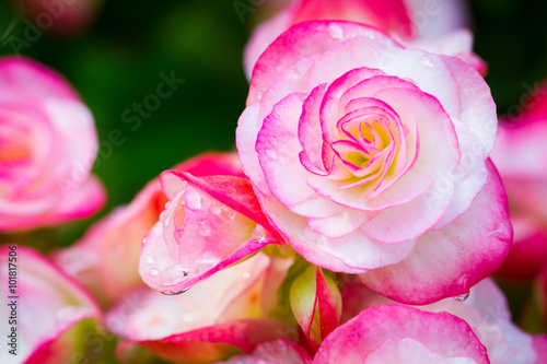 Close up fresh pink Begonia flower in the park with dew drops