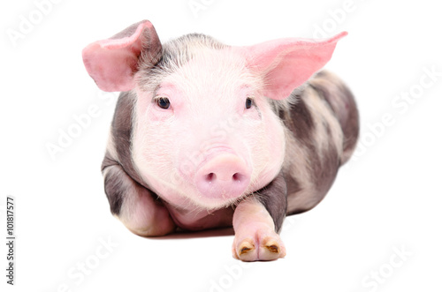 Portrait of the funny little piglet
